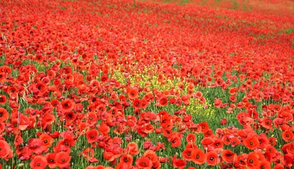 Simon Kirby Poppy Planting project