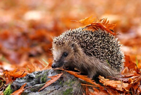 Save Our Hedgehogs