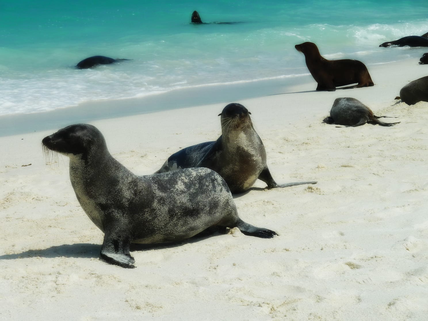 Sealions
