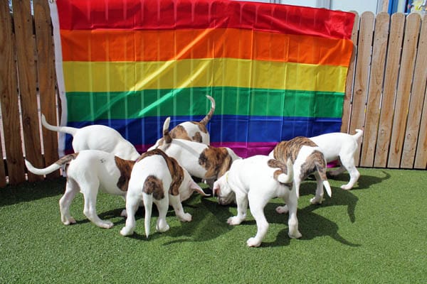 Photo: Dogs Trust Manchester