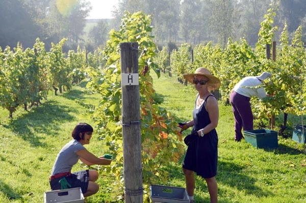 West Street Vineyard vines/harvest